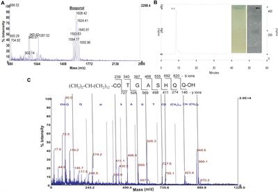 Characterization and Antimicrobial Studies of Iturin-Like and Bogorol-Like Lipopeptides From Brevibacillus spp. Strains GI9 and SKDU10